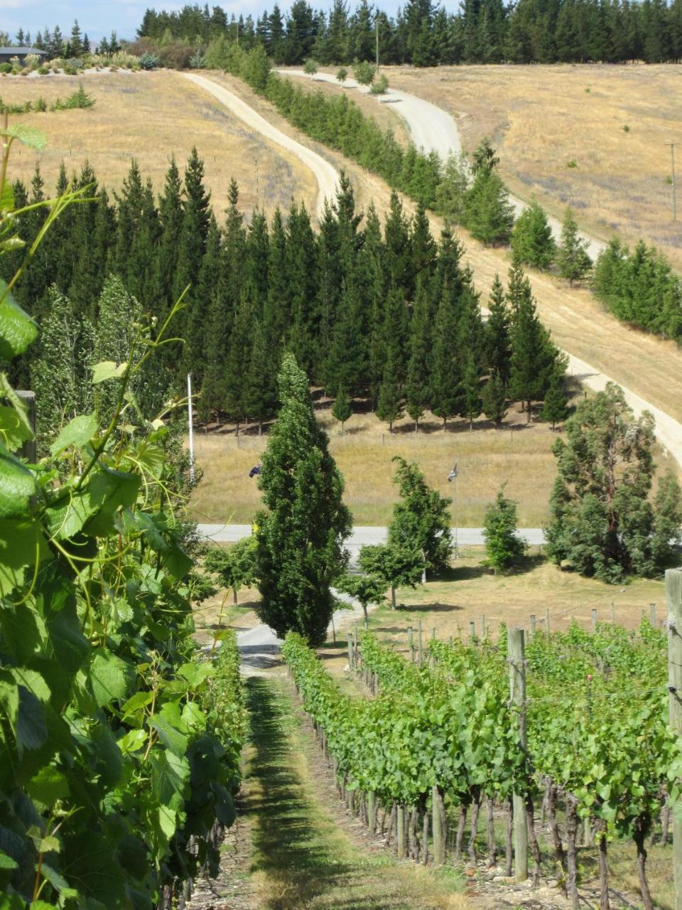 Hawkdun Rise Vineyard & Accommodation 알렉산드라 외부 사진